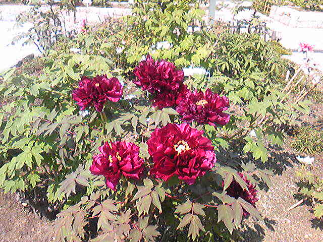 c0152507_647055.jpg