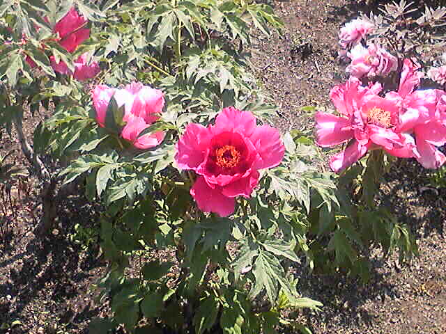 c0152507_6471341.jpg