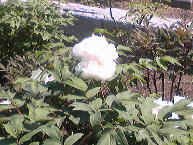 c0152507_647777.jpg