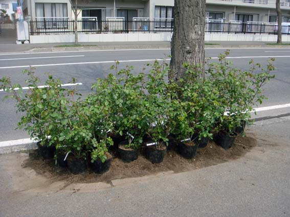 Guerrilla Gardening_f0160407_4163931.jpg