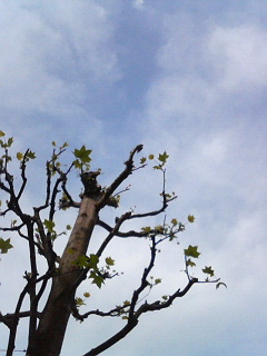 a0011909_8385660.jpg