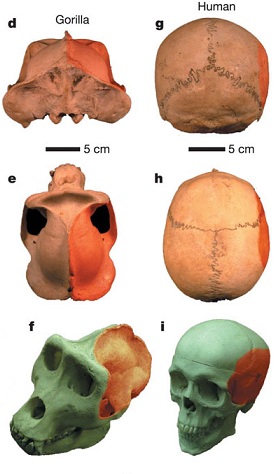 小旅行2日目 Animal Kingdom Innervate The World