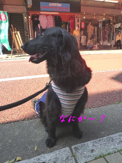 c0097309_719133.jpg
