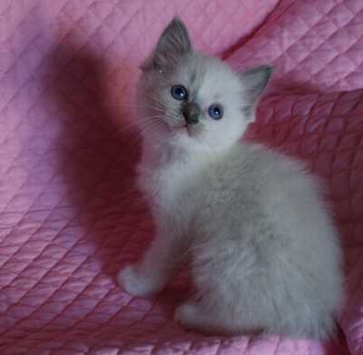 ラグドールの子猫・リオ’子_e0033609_16122973.jpg
