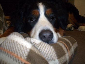 c0143711_15544081.gif