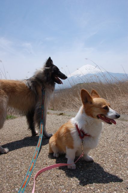 今日も、富士山のふもとから・・・_c0175014_17571767.jpg