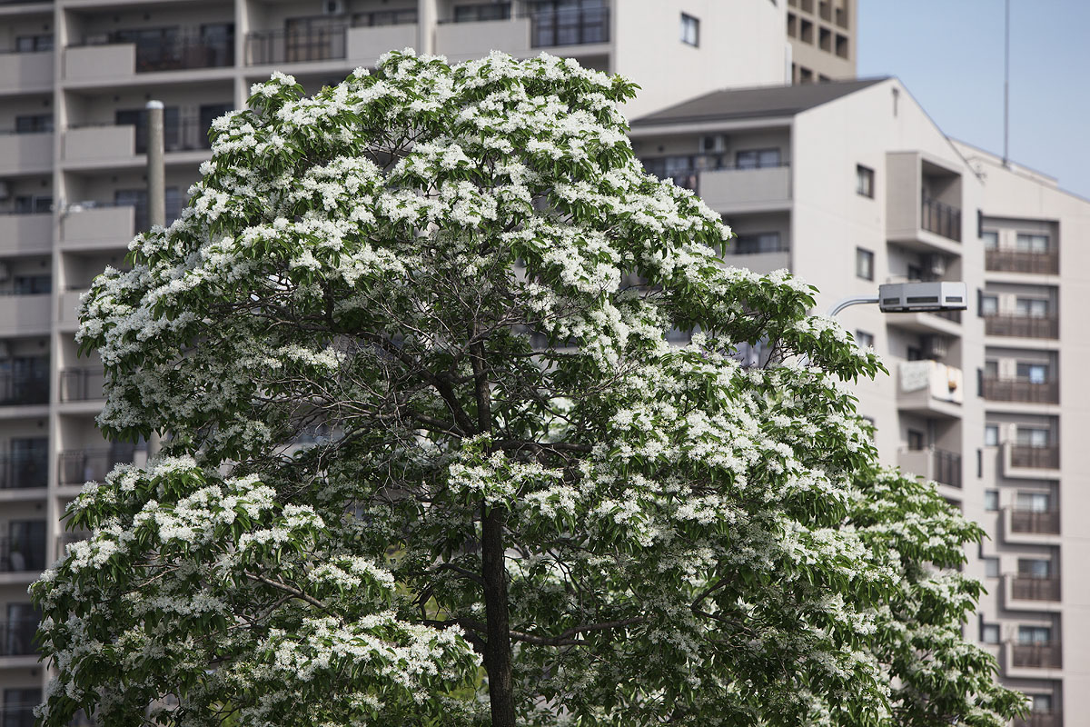 第4回よさこい夢まつり　その1　(名古屋市熱田区）_c0115616_2121883.jpg