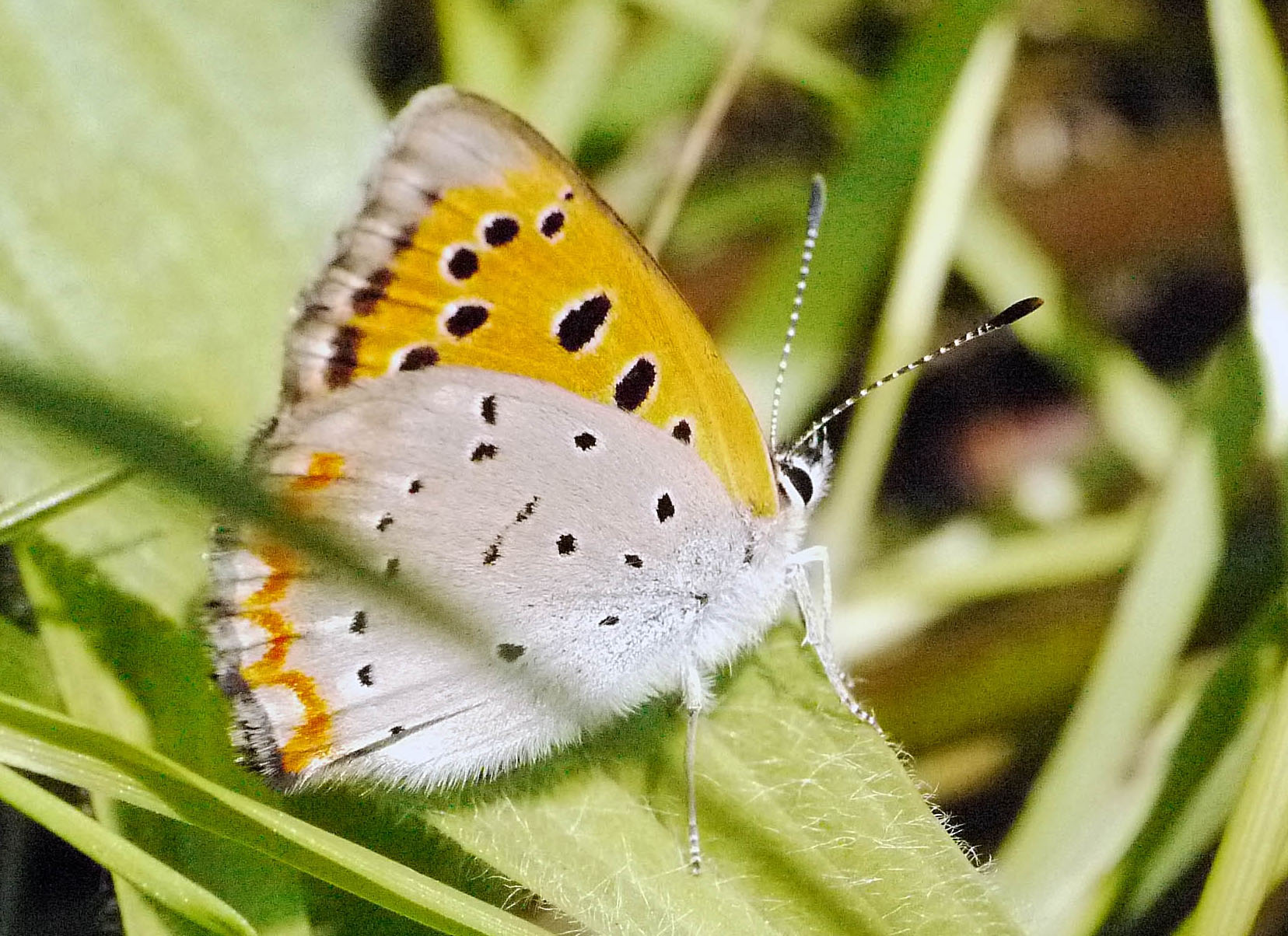 d0156718_1725890.jpg