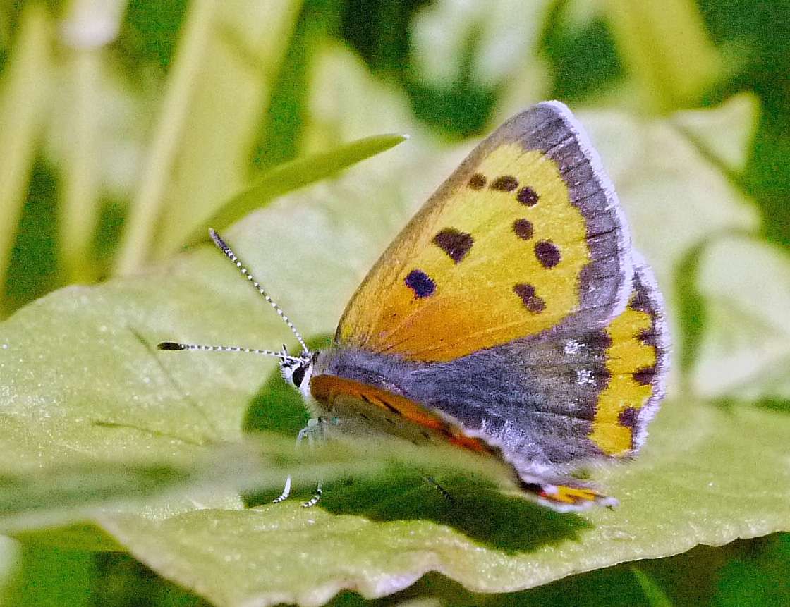 d0156718_17294839.jpg