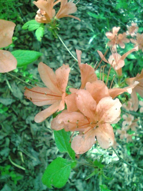 b0184725_2353531.jpg