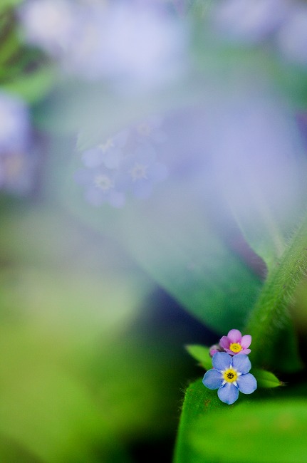 Forget Me Not 勿忘草 Yesterday S Note