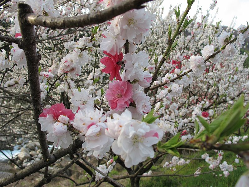強烈に美しい春の移り変わりとGRBの芳醇なる熟成_f0076731_7431113.jpg