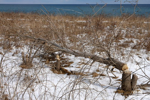 029 Tommy Thompson Park ~カモメの王国~_c0211532_10565345.jpg