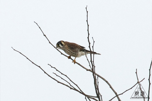 029 Tommy Thompson Park ～カモメの王国～_c0211532_1241143.jpg