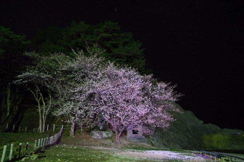 浄土ヶ浜の桜_f0011632_904047.jpg