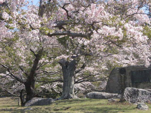 金華山の桜満開です！！_d0112533_1149870.jpg