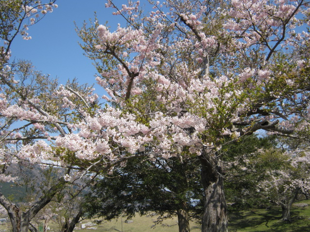 金華山の桜満開です！！_d0112533_11555295.jpg