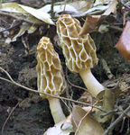 f0108133_1132688.jpg