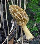 f0108133_113856.jpg