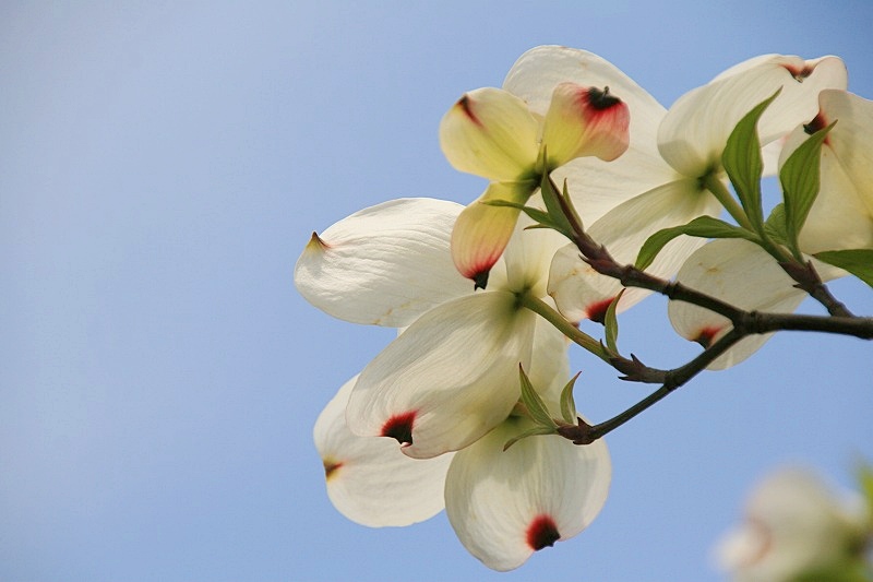 街路樹の４種類の花水木 自然のキャンバス