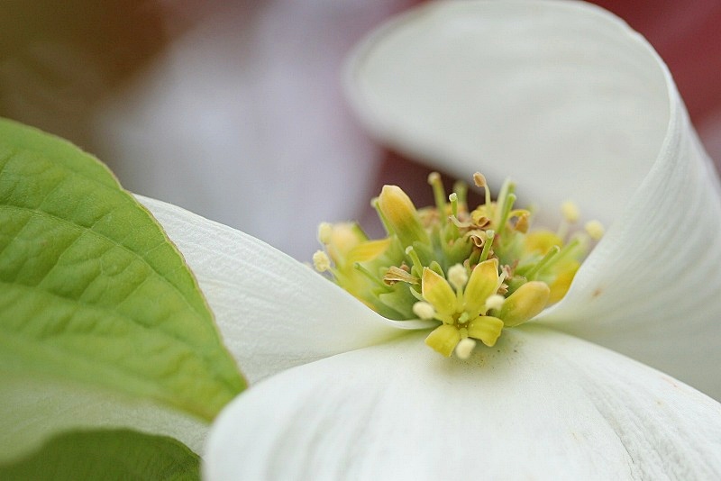 街路樹の4種類の花水木 自然のキャンバス 街路樹の4種類の花水木 自然のキャンバス