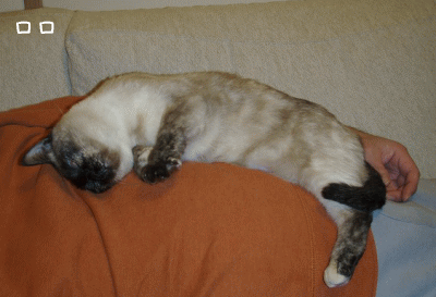 a0166338_21394514.gif