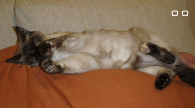 a0166338_2141359.gif