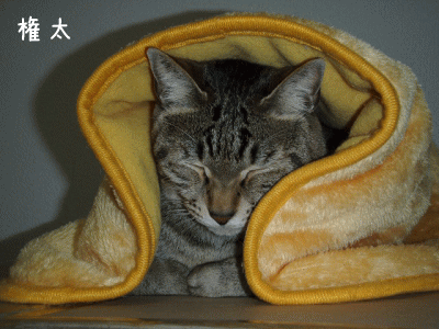 a0166338_22132717.gif