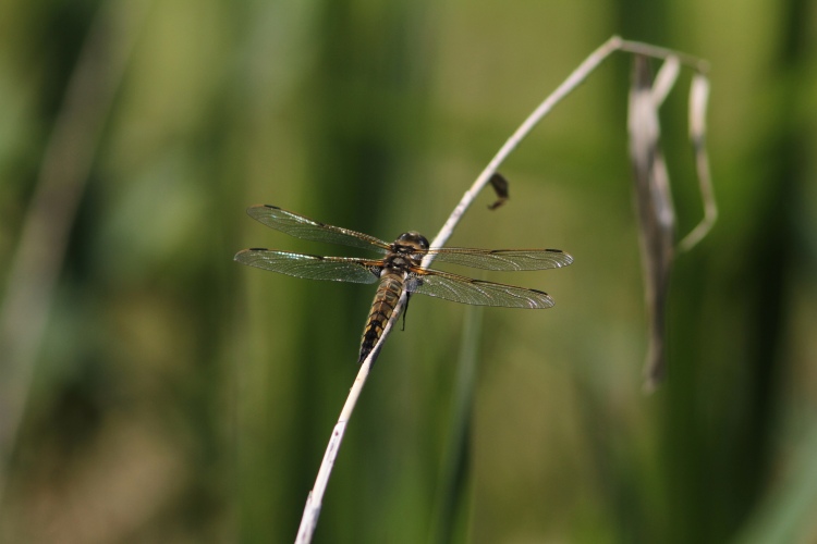 c0172139_18485177.jpg