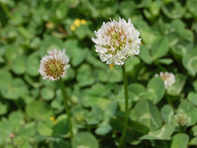 しろつめぐさです。 シロツメクサ | Trifolium repens | かぎけん花図鑑