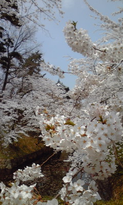 2010桜*_d0104649_12274288.jpg