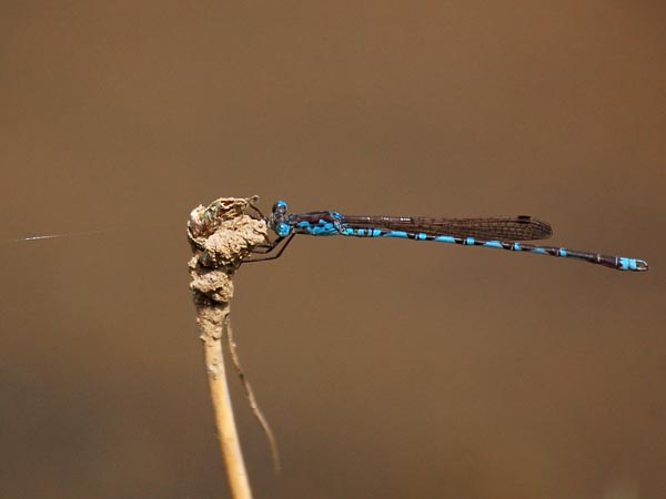 c0045352_17393930.jpg
