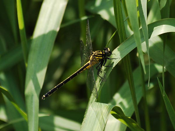 c0045352_1741494.jpg