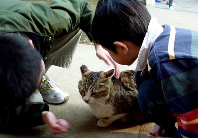江ノ島の猫ちゃん_a0119753_18512256.jpg