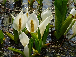 網走湖畔の水芭蕉_e0004756_21381834.jpg