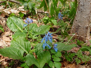 網走湖畔の水芭蕉_e0004756_2139386.jpg