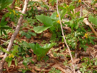 網走湖畔の水芭蕉_e0004756_21411972.jpg