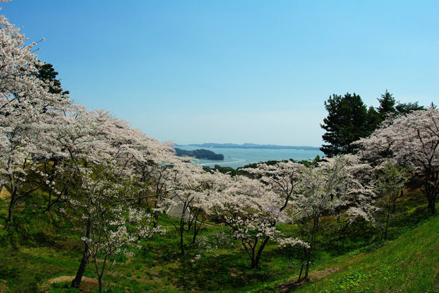 SAKURA2010_c0071061_15542753.jpg