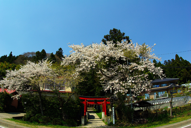 SAKURA2010_c0071061_16134969.jpg