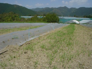 お薦めは、歩く、自転車、そしてロバ_f0055264_2232240.jpg