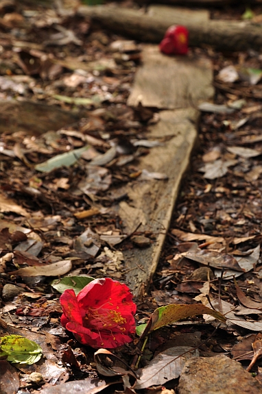 ２０１０年　ツツジに彩られた市房山　～出会った花々～_e0013365_656955.jpg