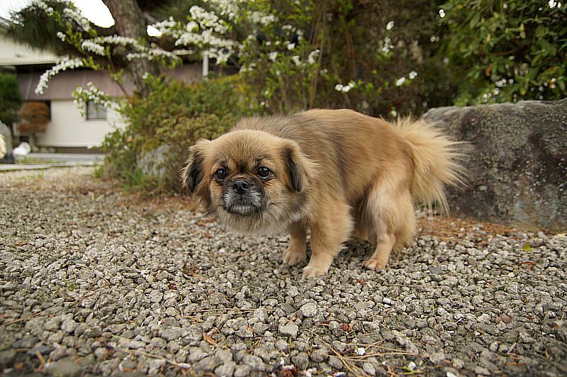 チベの里探訪10_c0109780_19585449.jpg
