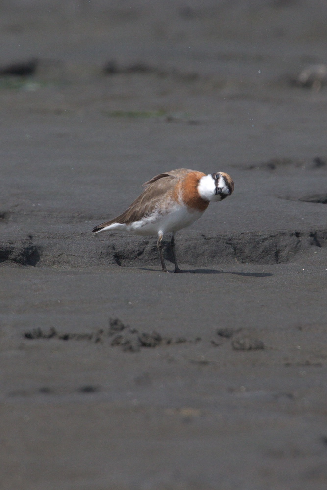 メダイチドリ（目大千鳥）　春と秋_a0083081_17483083.jpg