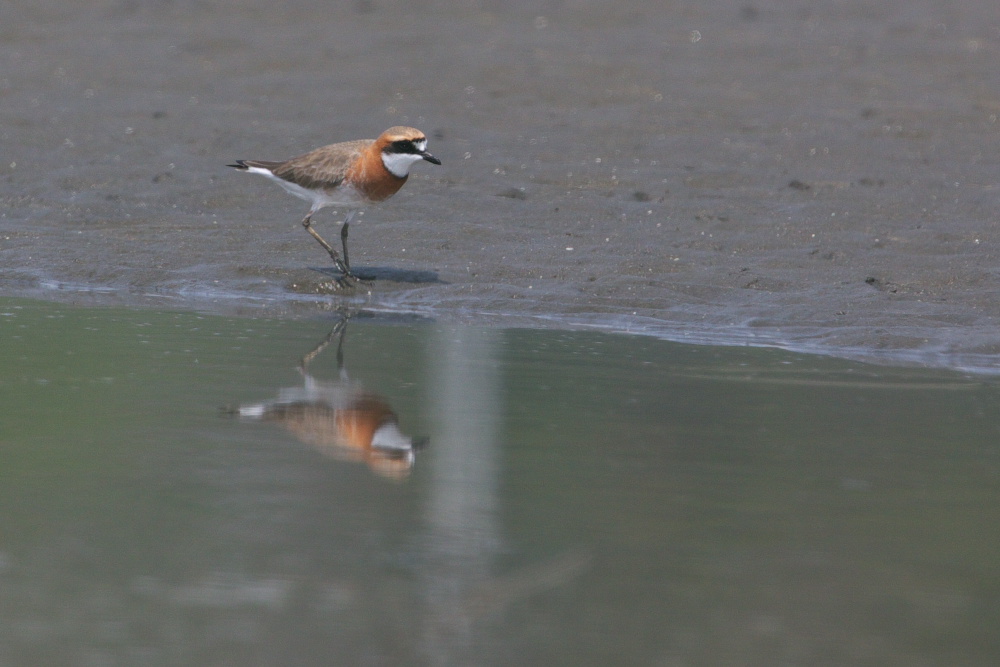 メダイチドリ（目大千鳥）　春と秋_a0083081_1748401.jpg