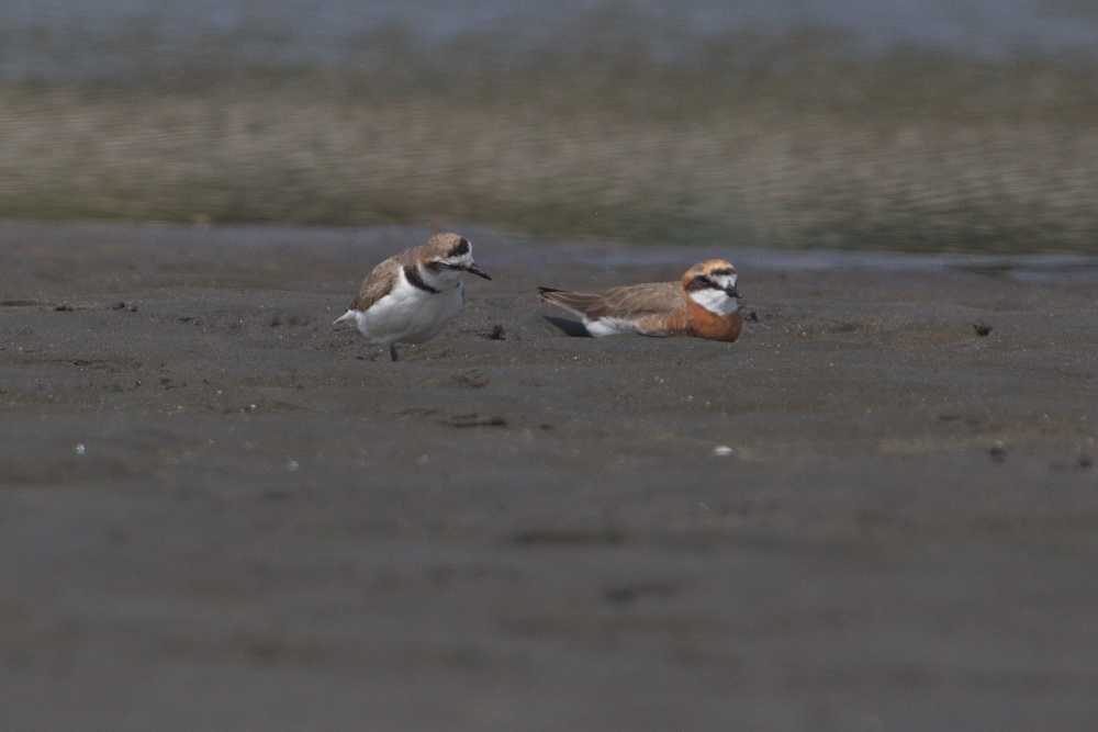 メダイチドリ（目大千鳥）　春と秋_a0083081_1749220.jpg