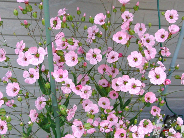 ピンクの花 大木昌幸プロの レッスンプロのひとり言