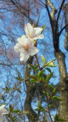 桜だより。_e0175288_1742975.jpg