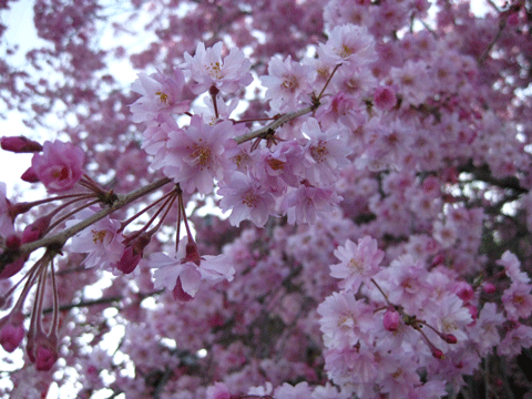 信州の桜_f0110488_17353165.gif