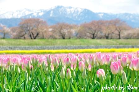 富山散歩～県東部79～チューリップのグラデーション_b0155692_10271220.jpg