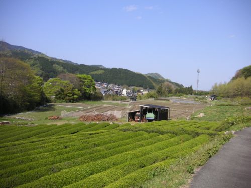 伊勢本街道サイクリング　（４月２５日）その②_d0115997_19521589.jpg